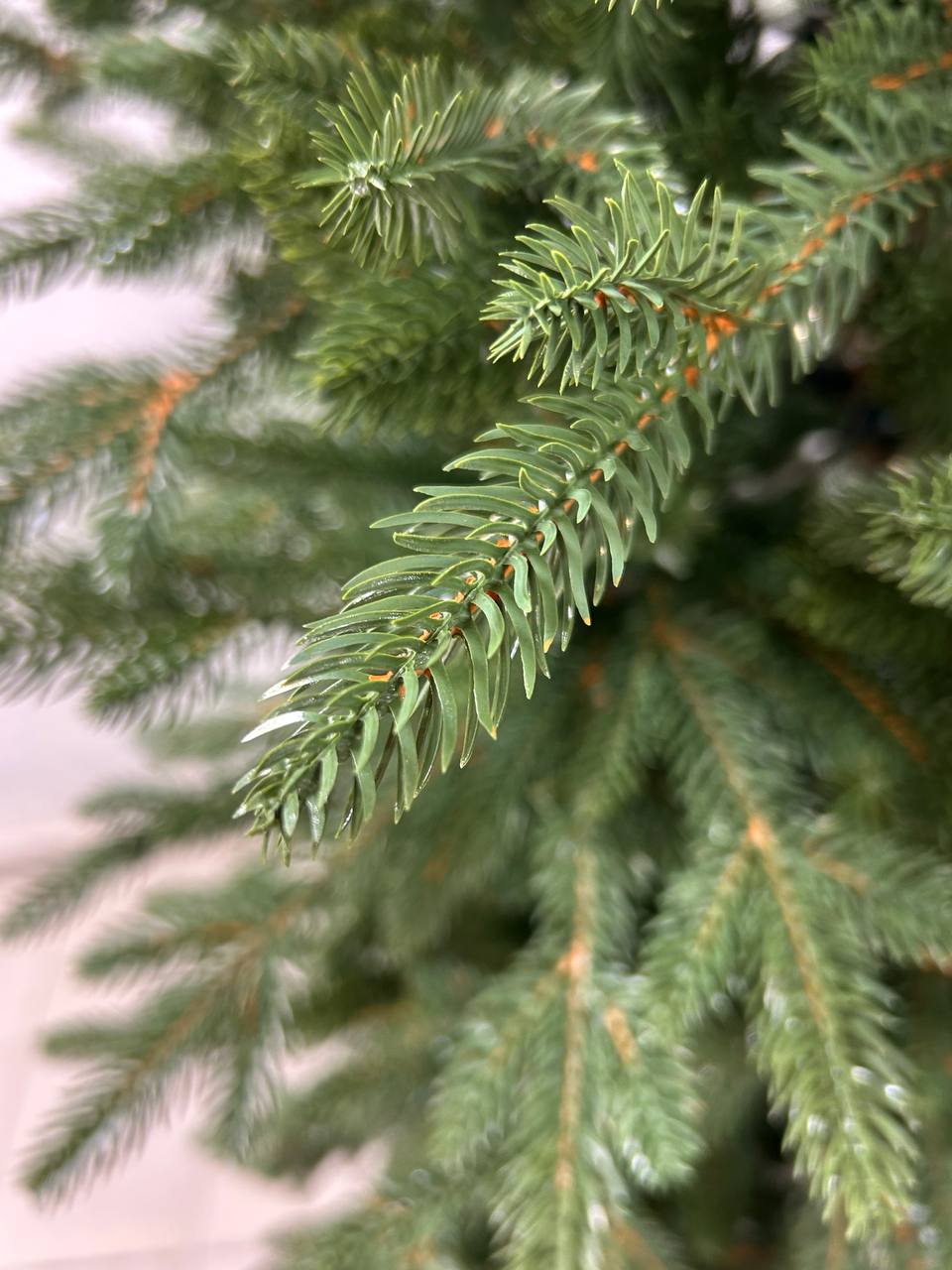 Ель Бревера с литой хвоей