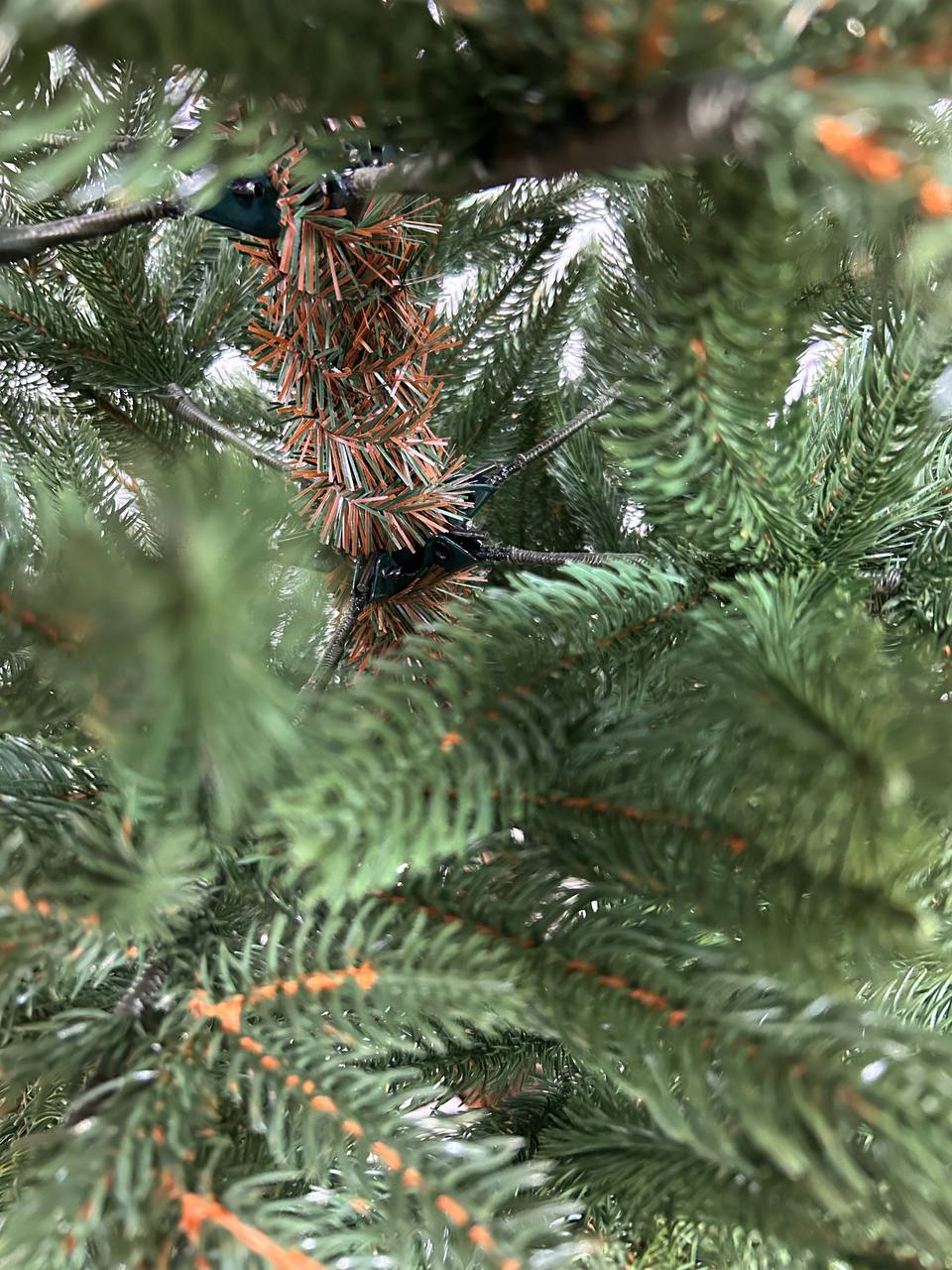 Ель Бревера с литой хвоей