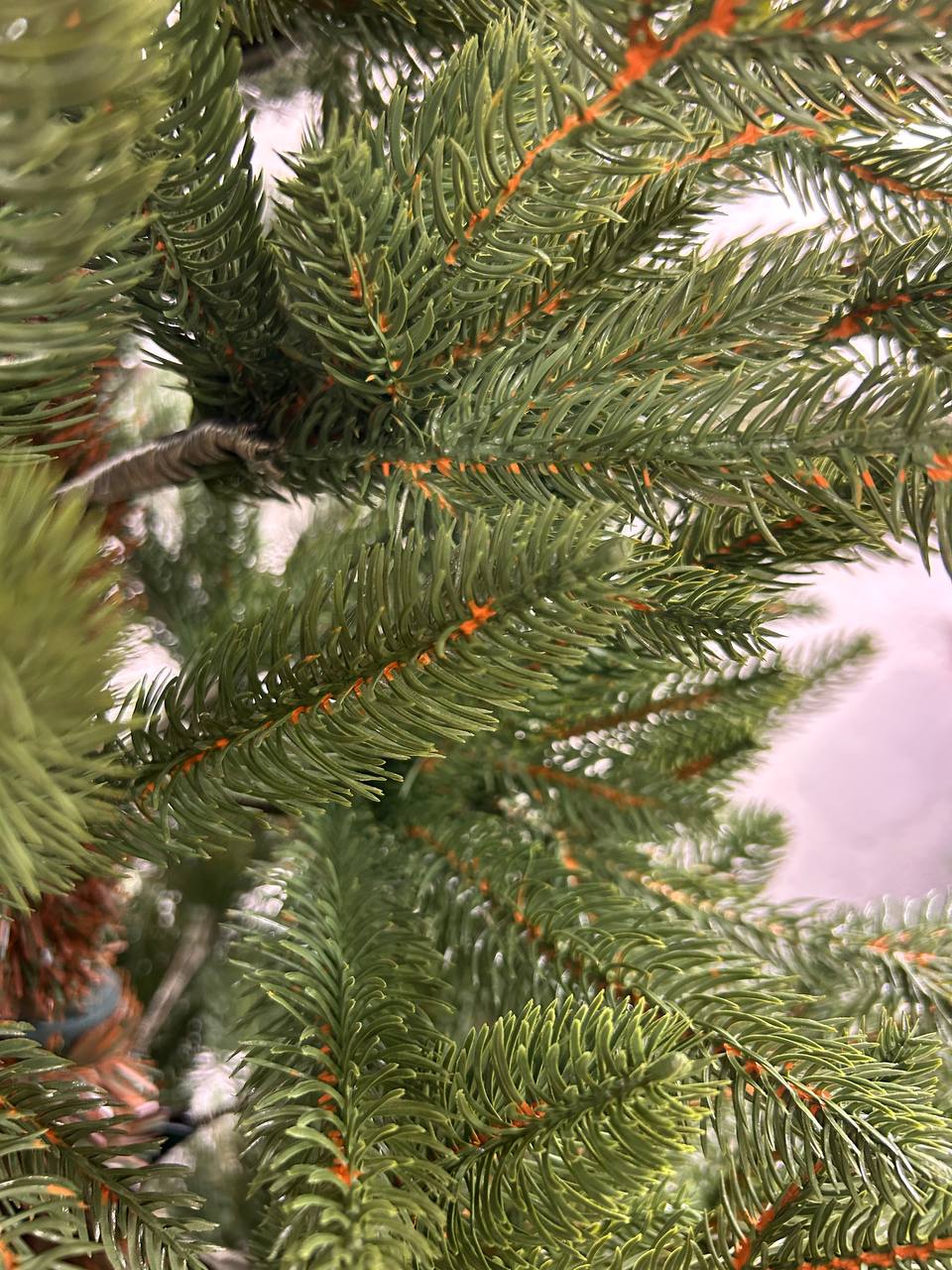 Ель Бревера с литой хвоей