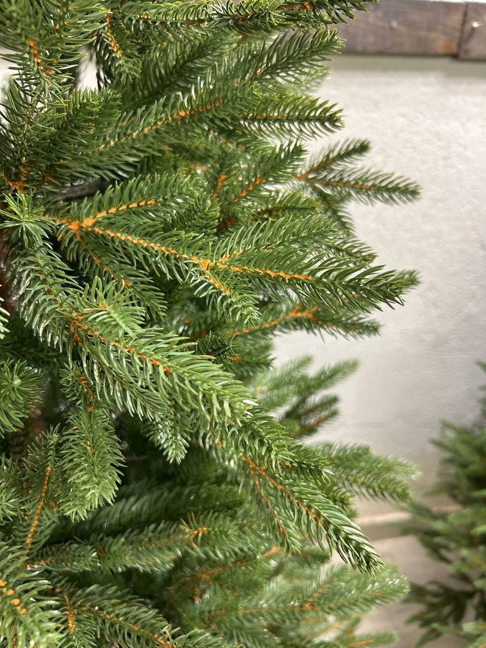 Ель Бревера с литой хвоей