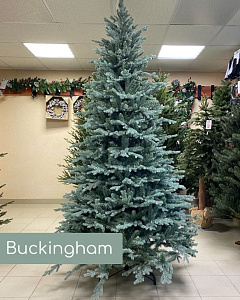 Ель новогодняя Buckingham Blue Spruce