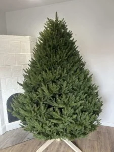 Сосна искусственная Босния Сосна искусственная Босния